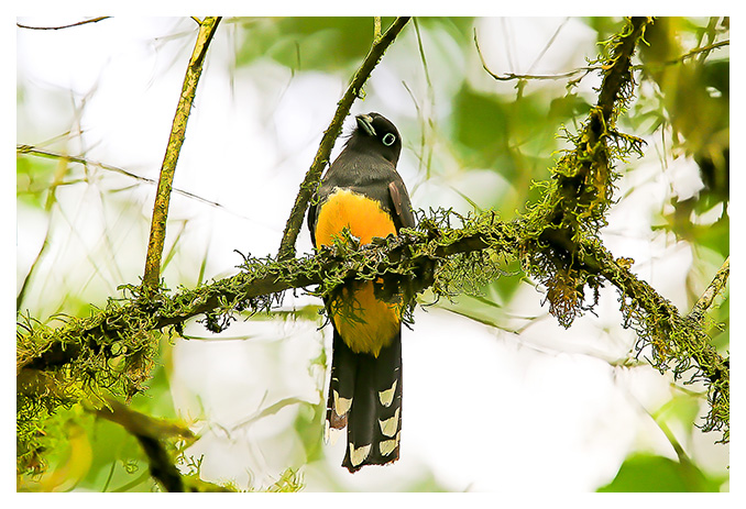A collection of bird photographs captured by Ron Cooper while on location in Costa Rica...